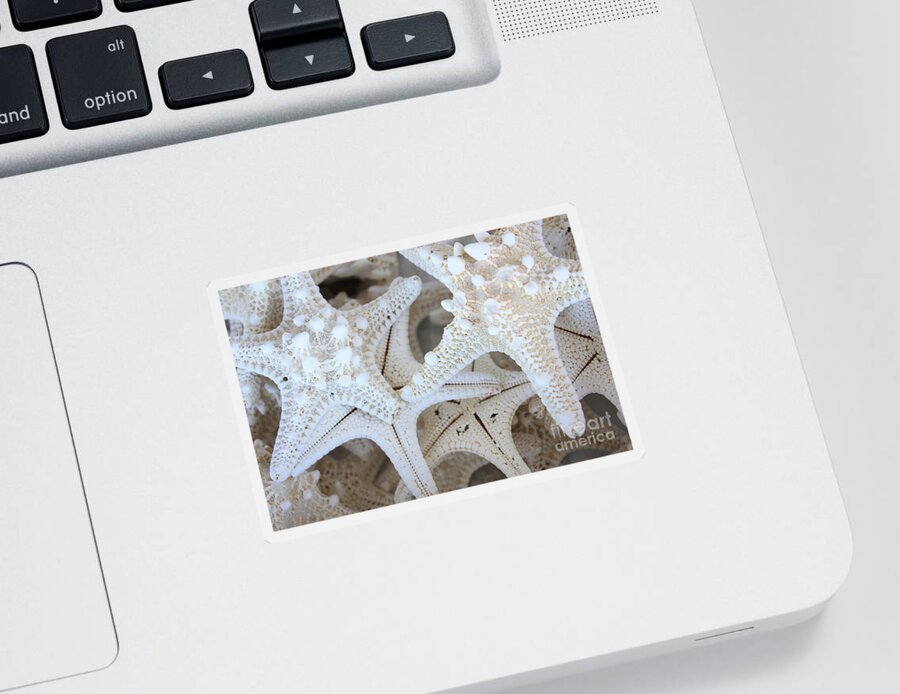 White Sticker featuring the photograph White Starfish by Carol Groenen