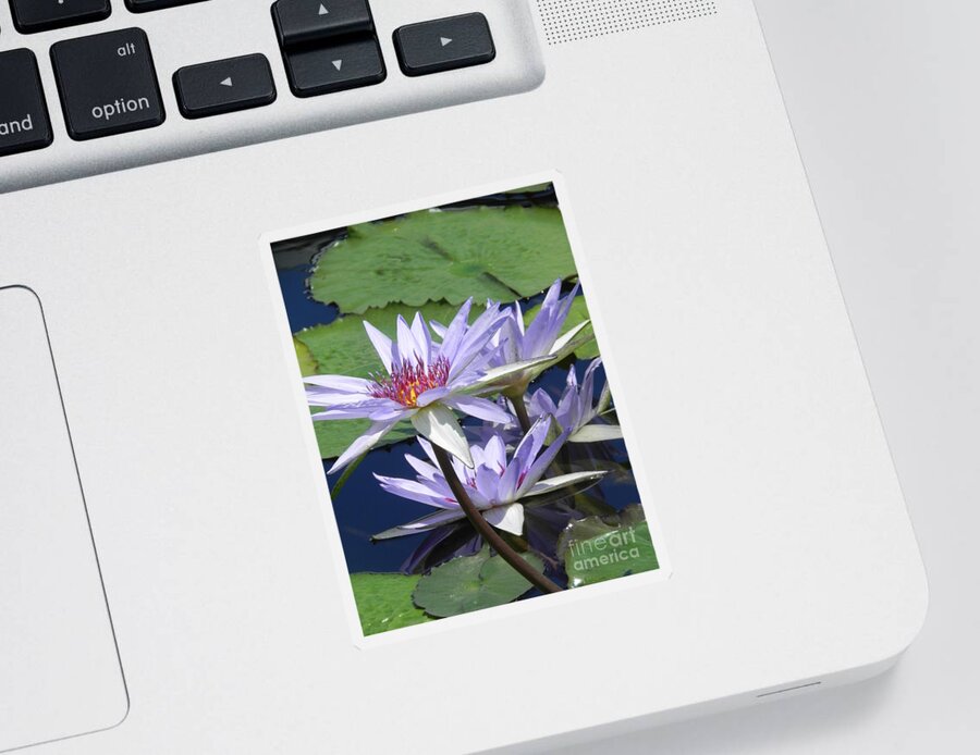 Photography Sticker featuring the photograph White Waterlilies by Chrisann Ellis