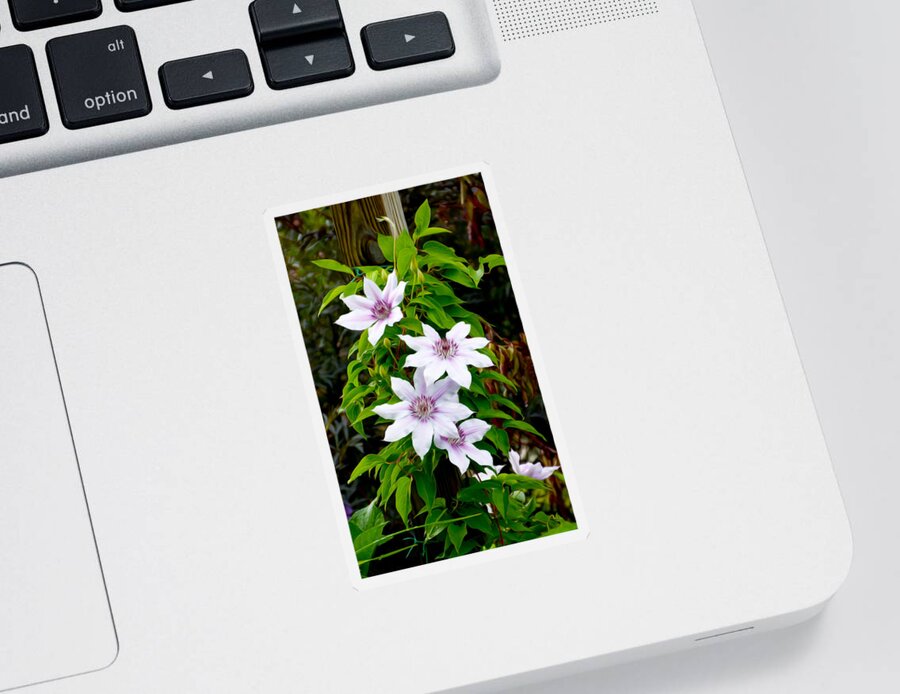 White With Purple Flower Sticker featuring the photograph White with purple flowers 2 by Tracy Winter