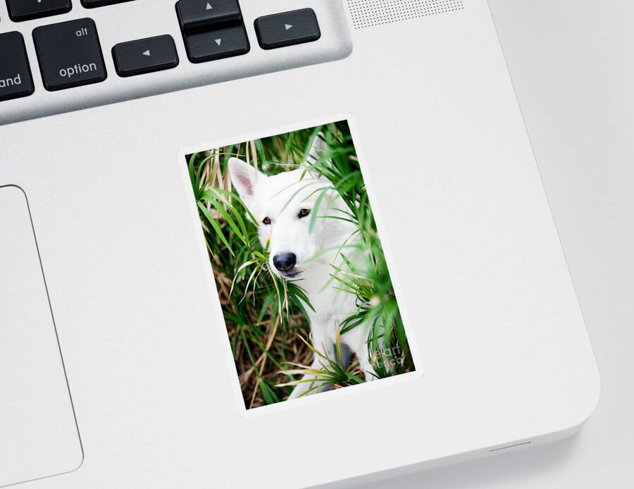 Young White Wolf Image Sticker featuring the photograph White Wolf by Erika Weber