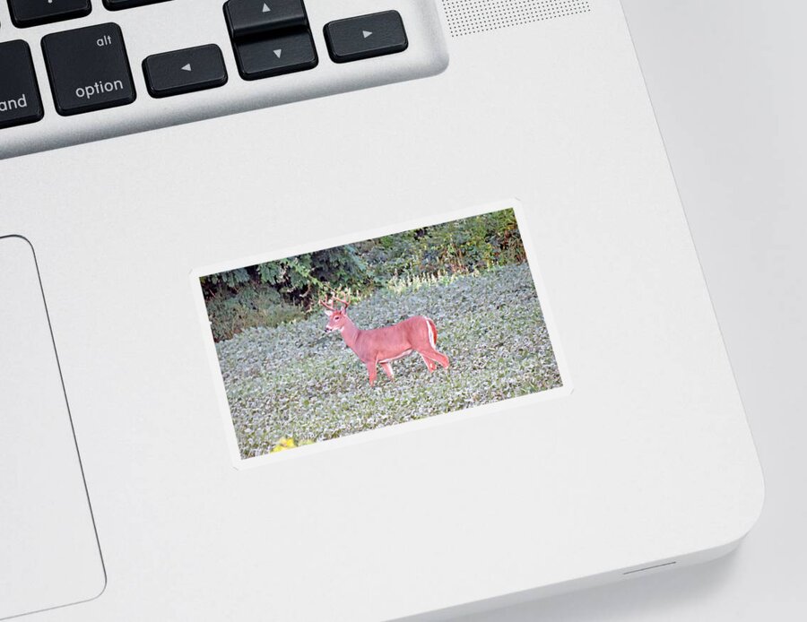 Deer Sticker featuring the photograph Whitetail Buck In The Soybean Field by Kay Novy