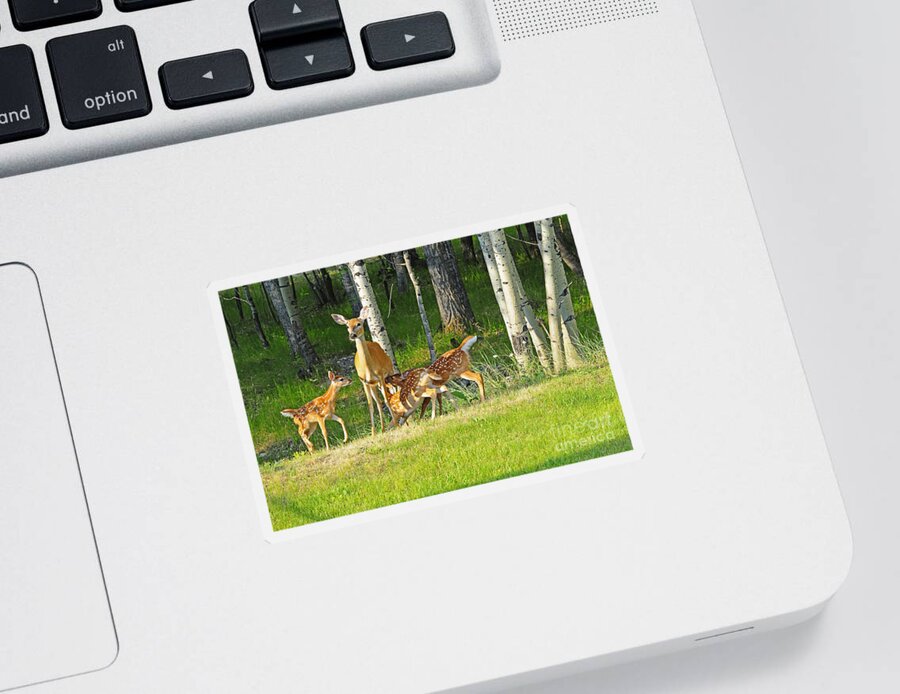 White Tail Deer Sticker featuring the photograph Who Rang The Dinner Bell? by Gary Beeler