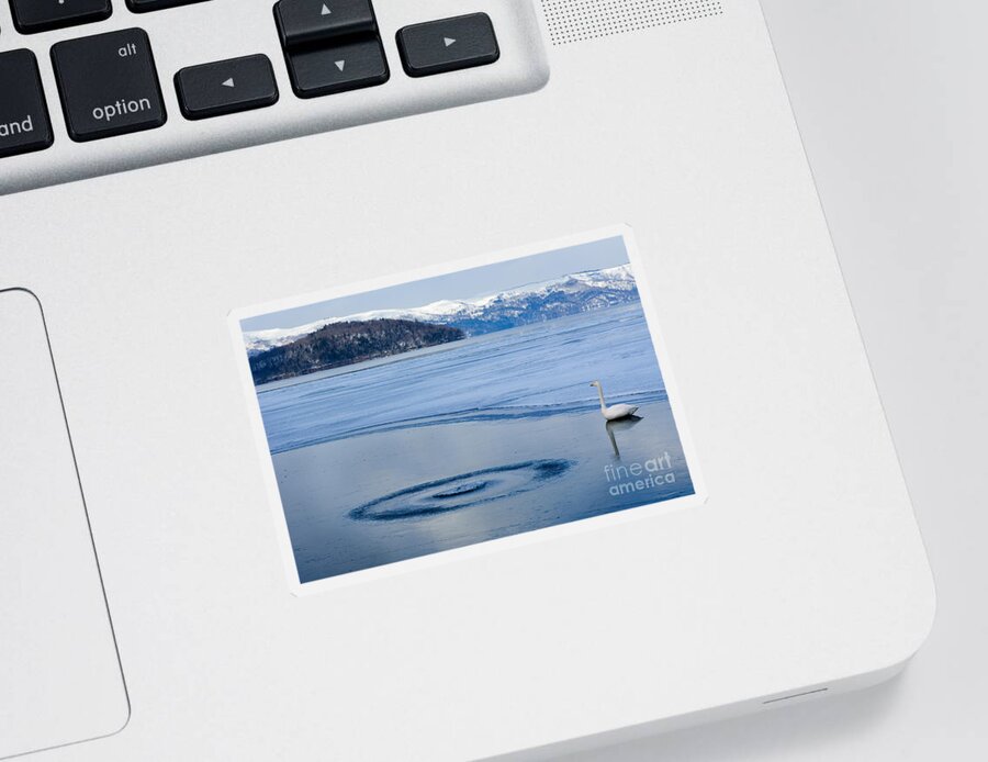 Whooper Swan Sticker featuring the photograph Whooper Swan by John Shaw