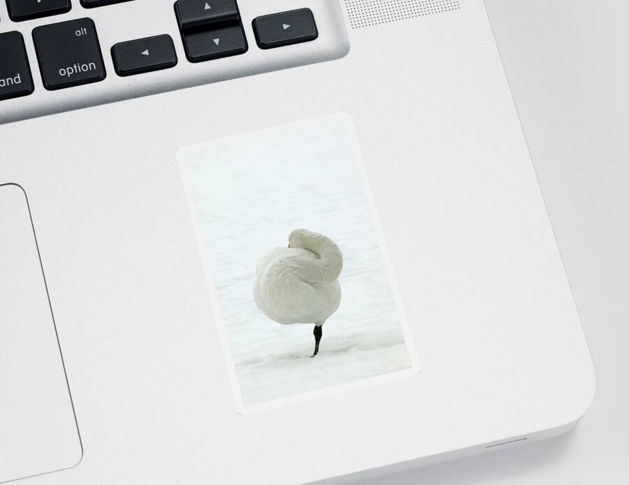 Whooper Swan Sticker featuring the photograph Whooper Swan by M. Watson