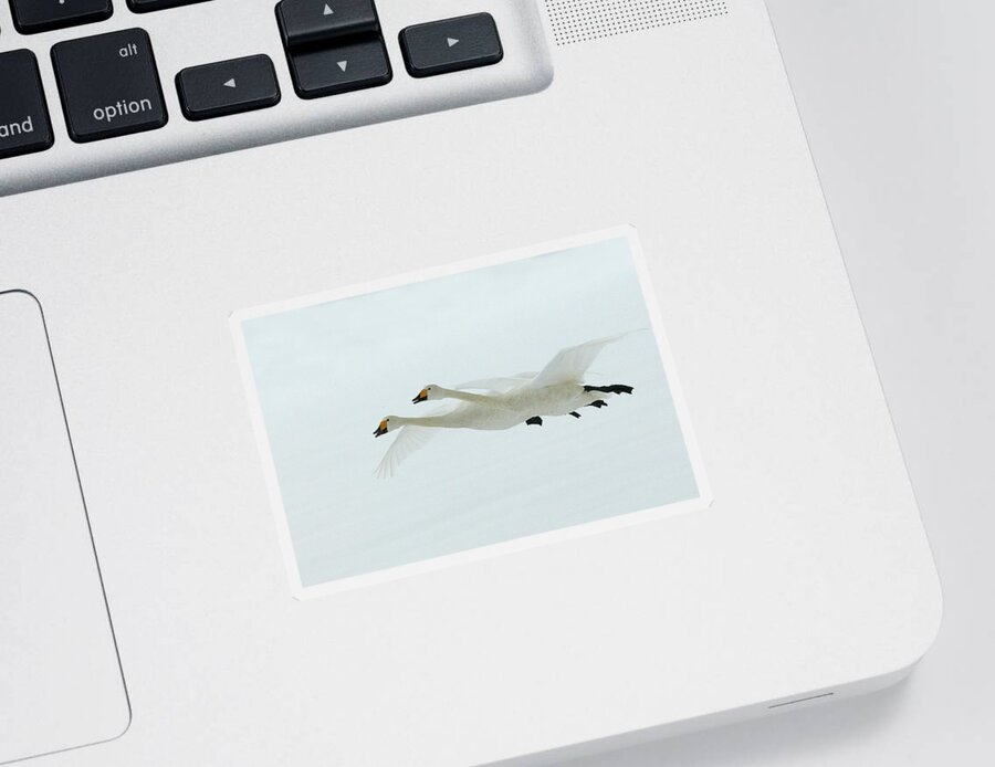 Whooper Swan Sticker featuring the photograph Whooper Swans by M. Watson