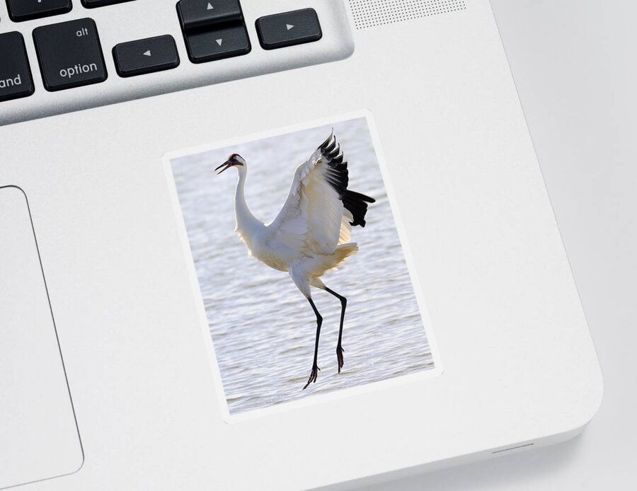 Whooping Crane Sticker featuring the photograph Whooping Crane - Whooping it up by Tony Beck