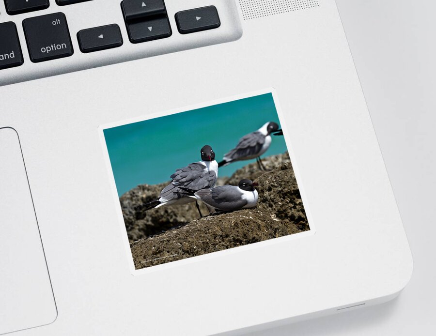 Sea Gull Sticker featuring the photograph Why you looking? by Robert L Jackson