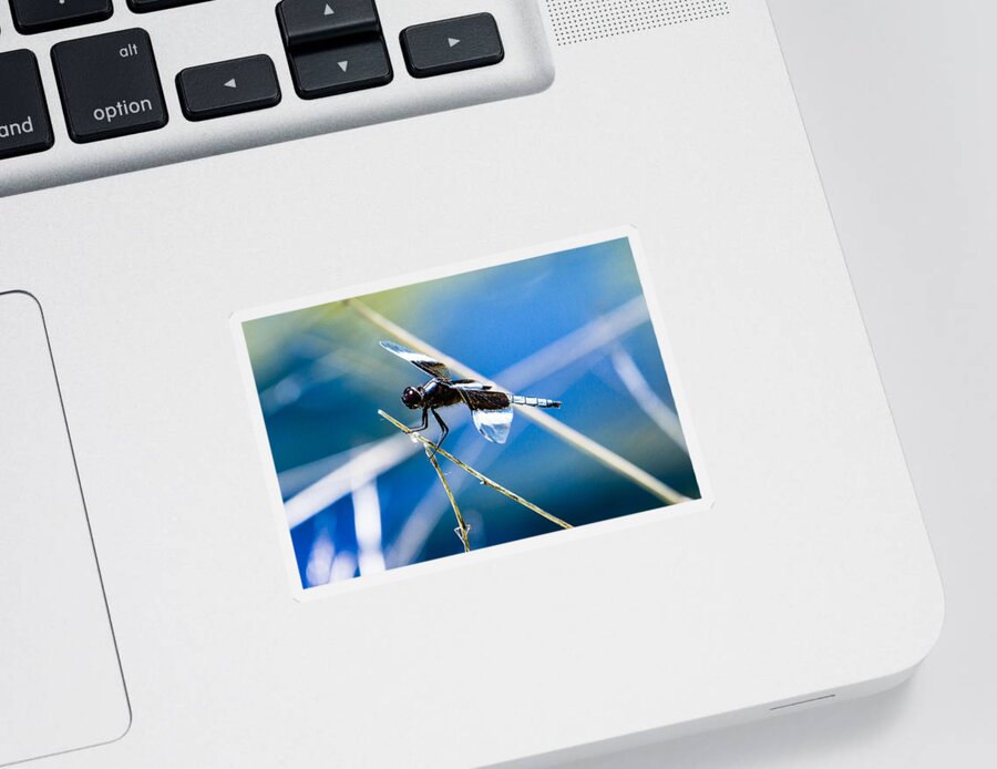 Dragonfly Sticker featuring the photograph Widow Skimmer by Ben Graham