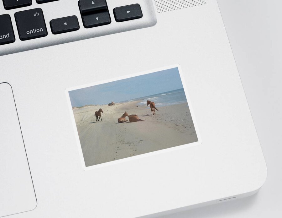 Wild Spanish Mustangs Sticker featuring the photograph Wild Horses on the beach by Tracy Winter