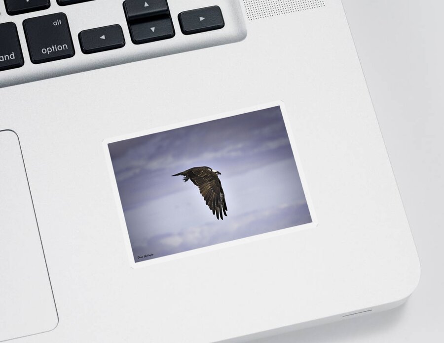 Osprey Sticker featuring the photograph Winged Terror by Fran Gallogly