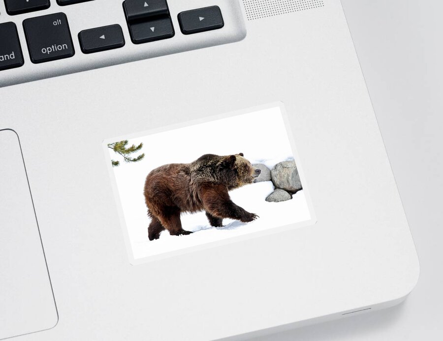 Grizzly Sticker featuring the photograph Winter Bear Walk by Athena Mckinzie