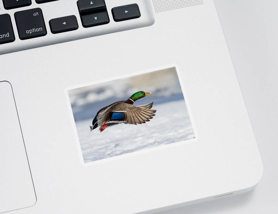 Anas Sticker featuring the photograph Winter Duck by Mircea Costina Photography