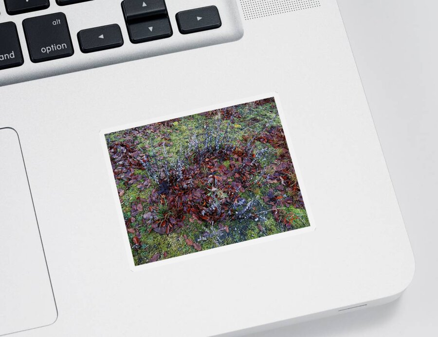 Colette Sticker featuring the photograph Winter Frost Peace Nature Denmark by Colette V Hera Guggenheim