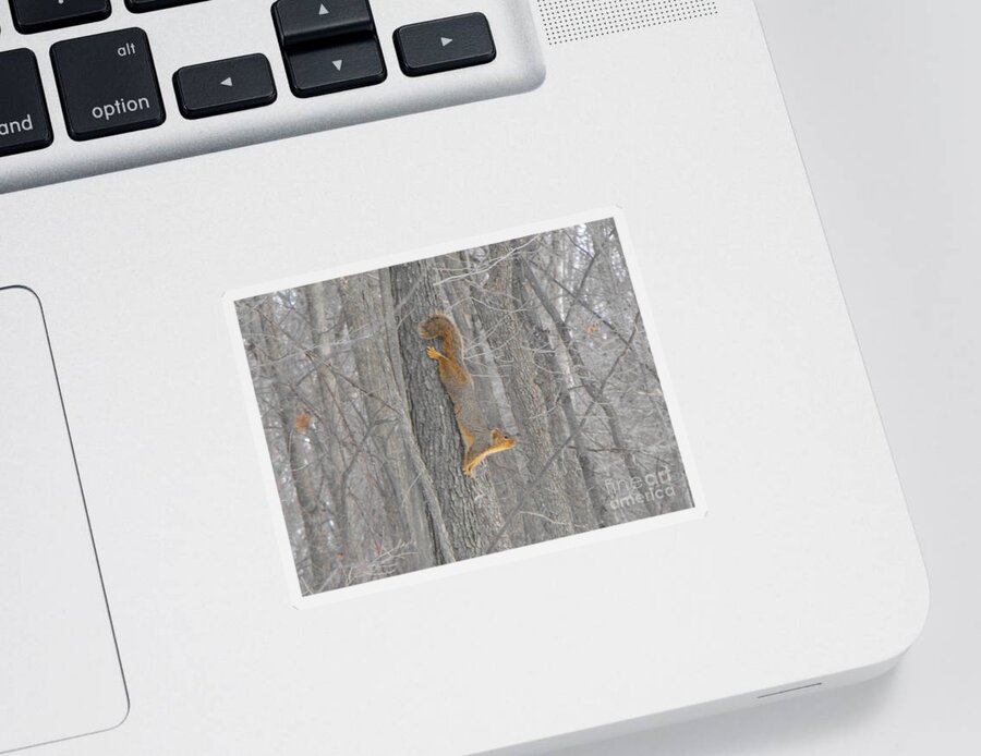 Nature Sticker featuring the photograph Winter Squirrel by Erick Schmidt