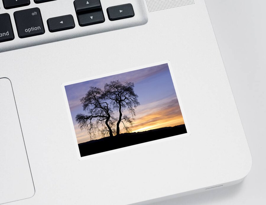Sunrise Sticker featuring the photograph Winter Sunrise With Tree Silhouette by Priya Ghose