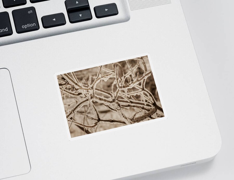 Bill Pevlor Sticker featuring the photograph Winter Tangle by Bill Pevlor