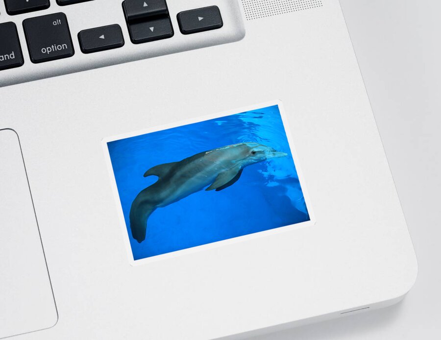 Nature Sticker featuring the photograph Winter the Dolphin by Doug McPherson