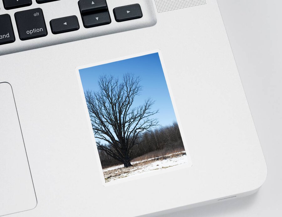 Winter Tree Sticker featuring the photograph Winter tree by Tracy Winter