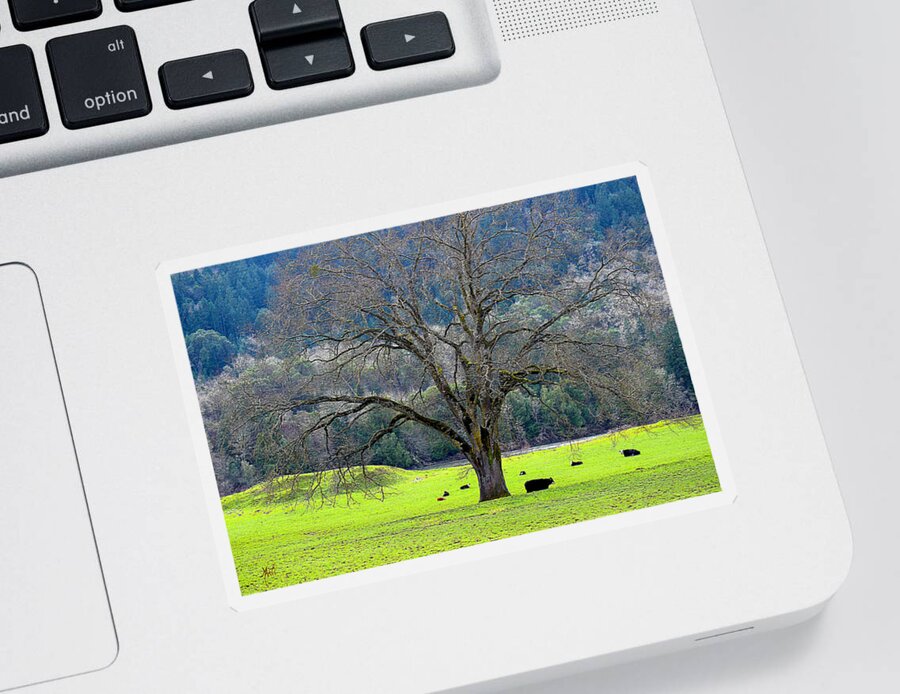 Trees Sticker featuring the photograph Winter Tree with Cows by the Umpqua River by Michele Avanti