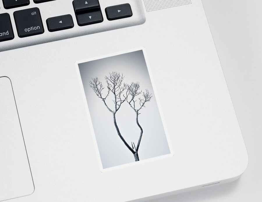 Tree Sticker featuring the photograph Wishbone Tree by Carolyn Marshall
