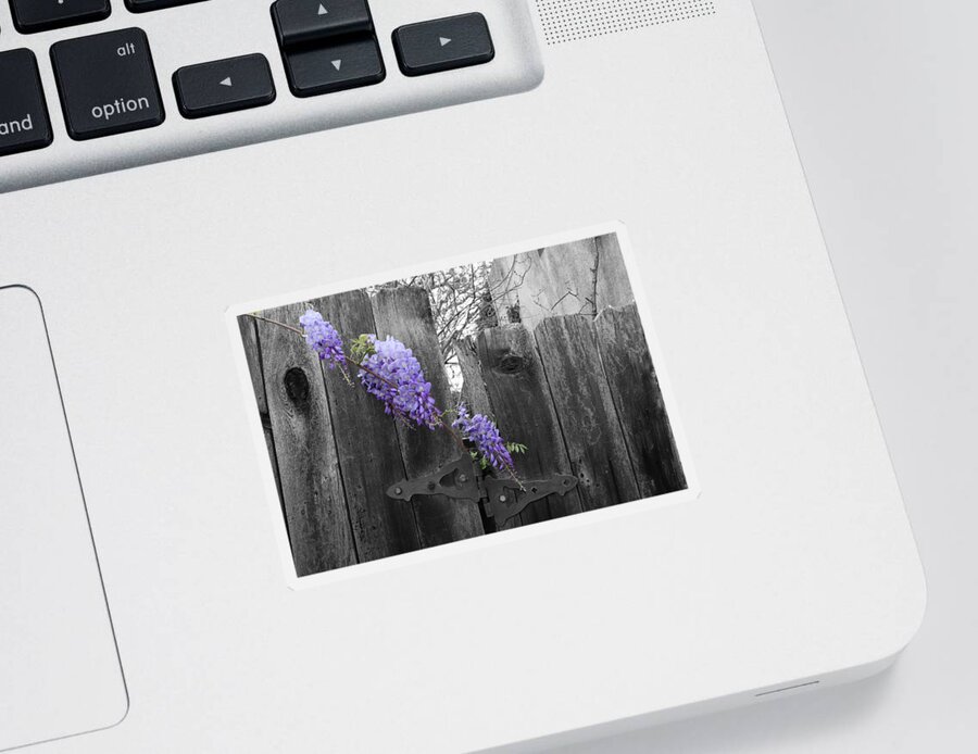 Landscape Sticker featuring the photograph Wisteria by Dylan Punke