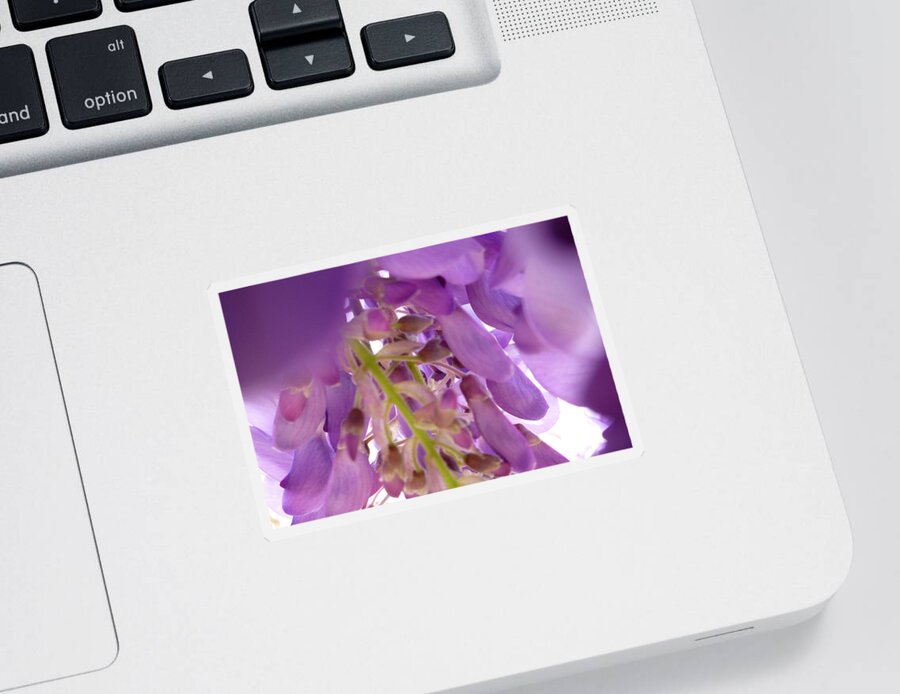 Purple Sticker featuring the photograph Wisteria Macro 2 by Claudia Goodell