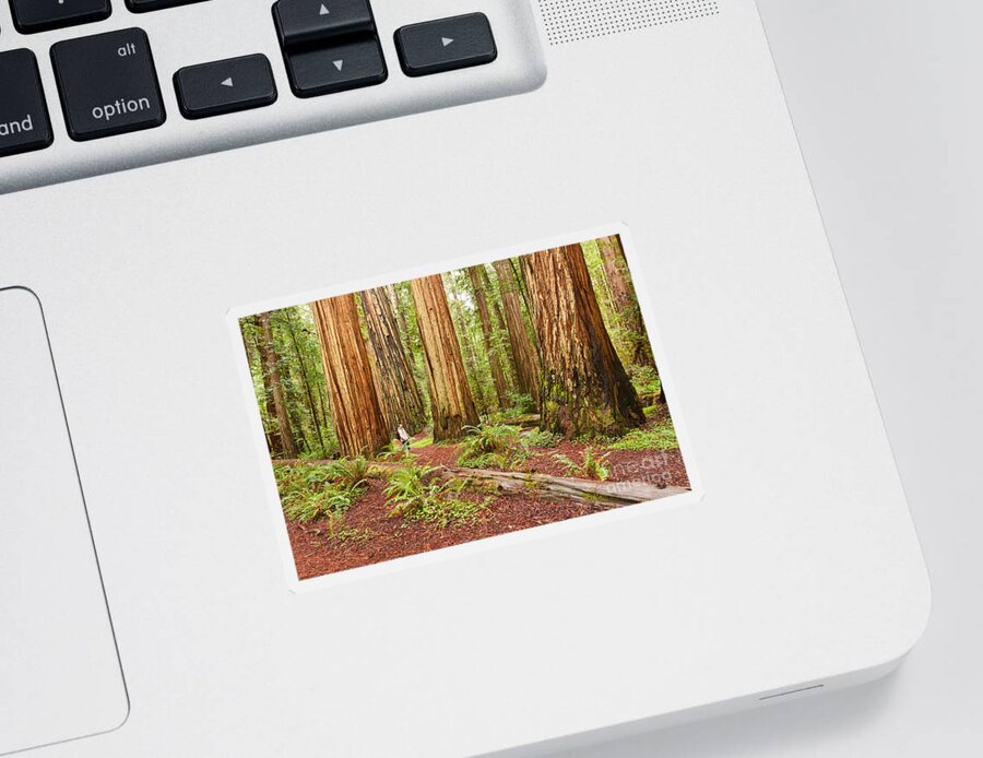 Redwoods Sticker featuring the photograph Witness History - Massive giant redwoods Sequoia sempervirens in Redwood National Park. by Jamie Pham