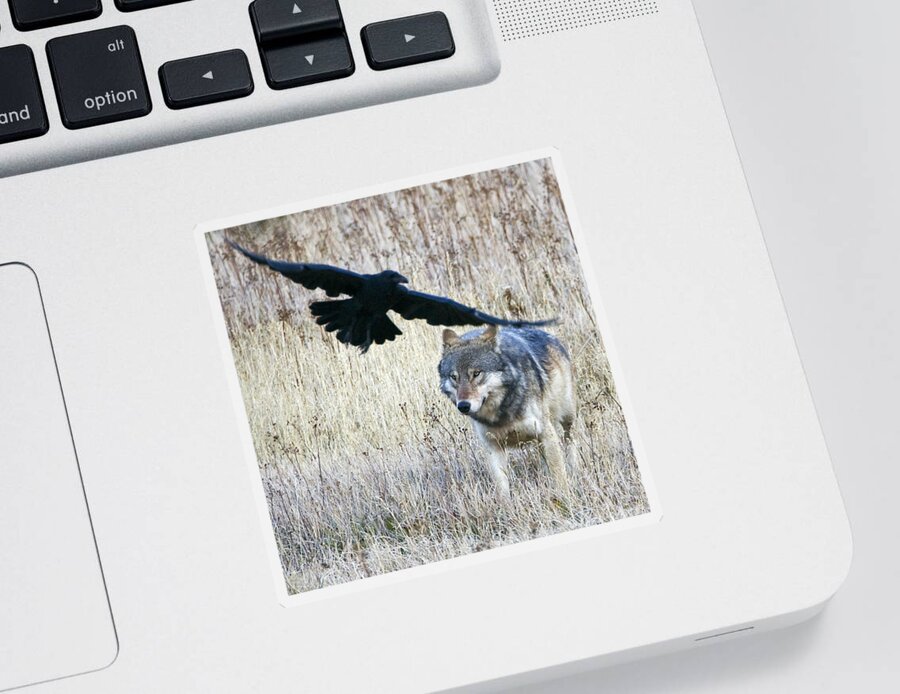 Wolf Sticker featuring the photograph Wolf and Raven by Max Waugh