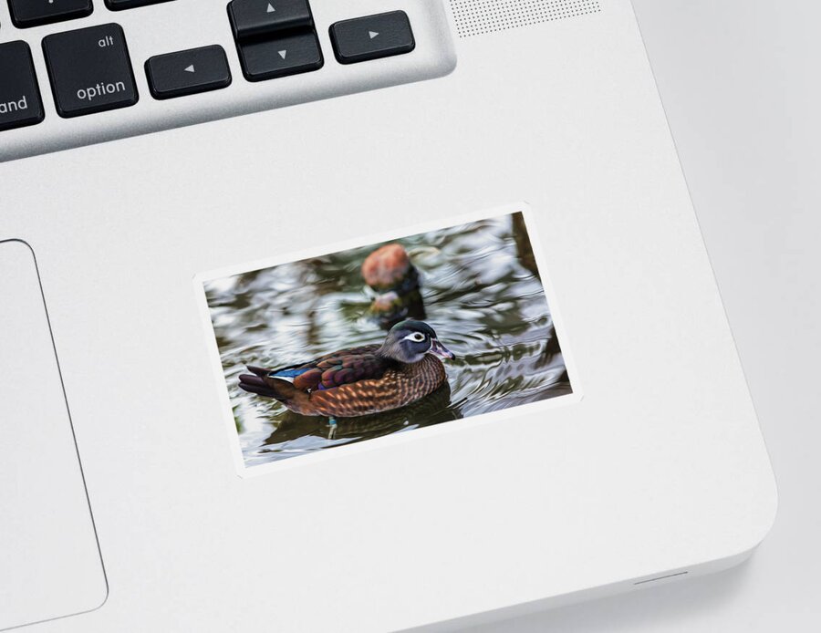 Wildlife Sticker featuring the photograph Wood Duck Hen by Bill and Linda Tiepelman