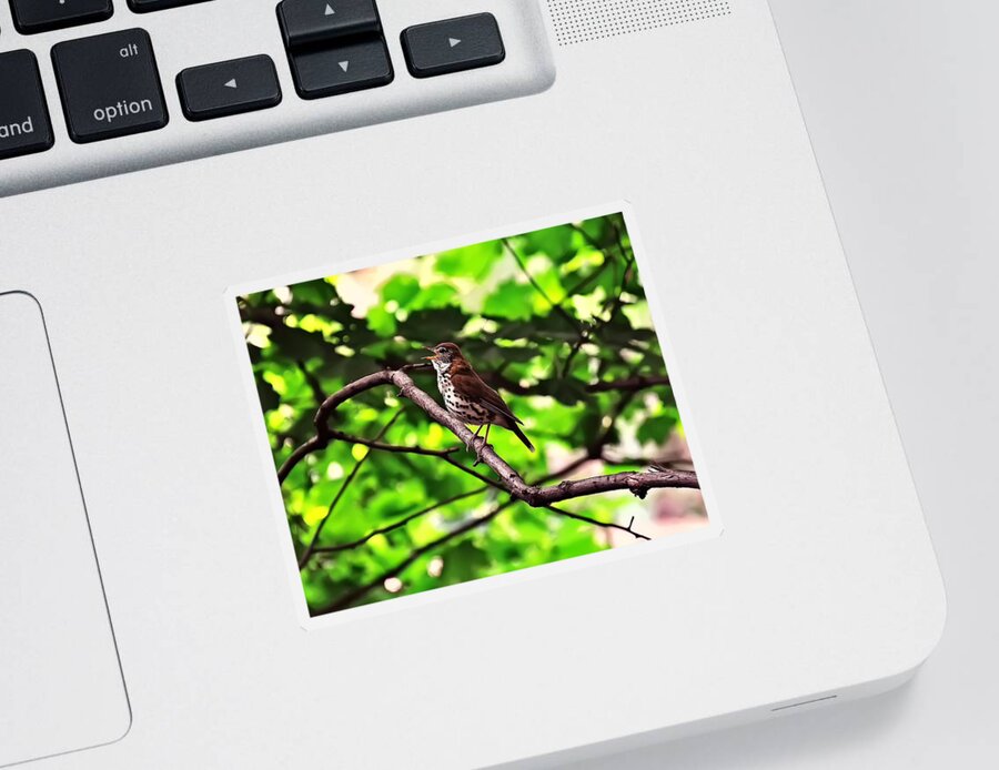 Bird Sticker featuring the photograph Wood Thrush Singing by Flees Photos