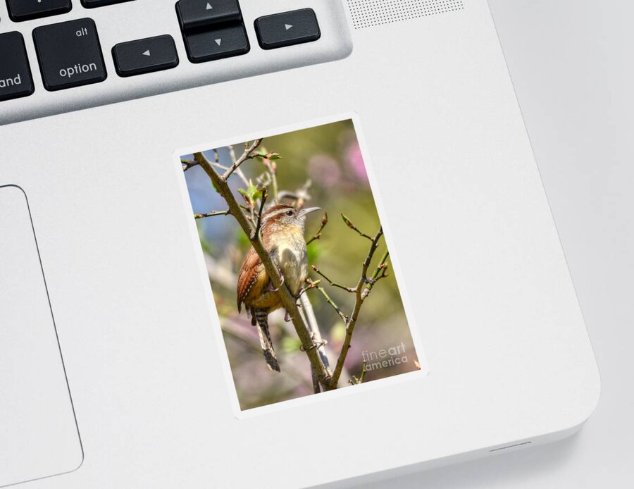 Birds Sticker featuring the photograph Wren In Spring by Kathy Baccari