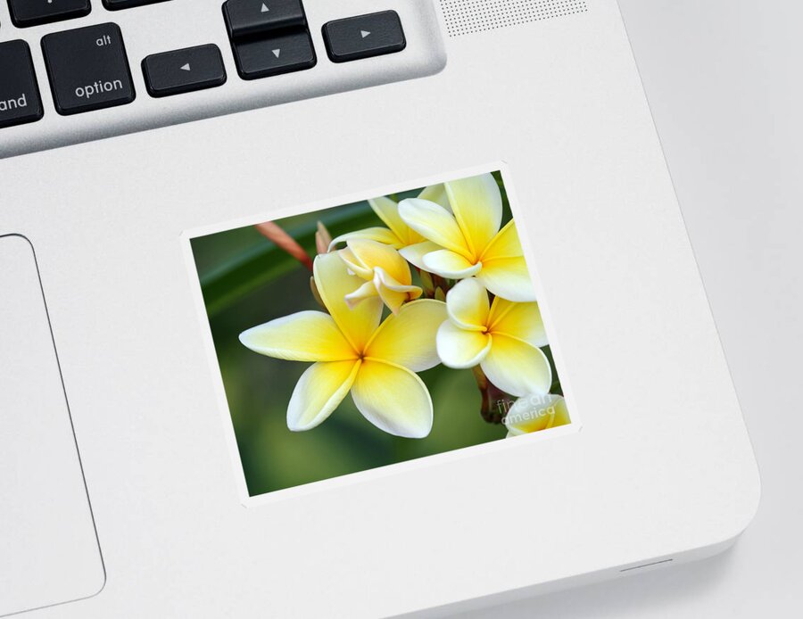 Macro Sticker featuring the photograph Yellow Frangipani Flowers by Sabrina L Ryan
