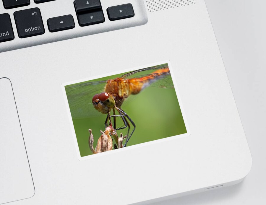 Dragonfly Sticker featuring the photograph Yellow-Legged Meadowhawk Dragonfly by Juergen Roth
