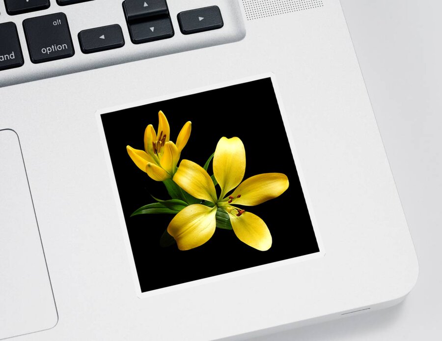 Flowers Sticker featuring the photograph Yellow Lily II Still Life Flower Art Poster by Lily Malor