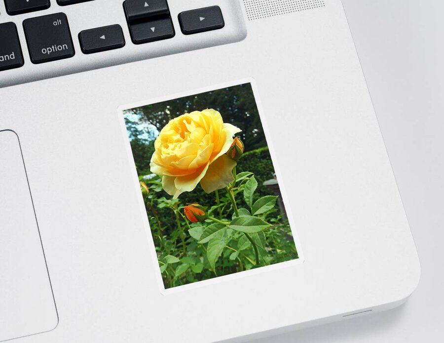 Rose Sticker featuring the photograph Yellow Rose and Buds by Susan Savad
