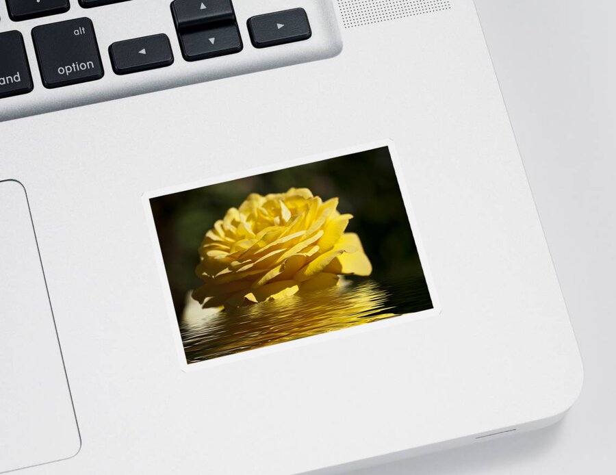 Yellow Rose Sticker featuring the photograph Yellow Rose Flood by Steve Purnell