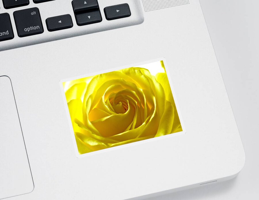 Rose Sticker featuring the photograph Yellow Rose by Scott Carruthers