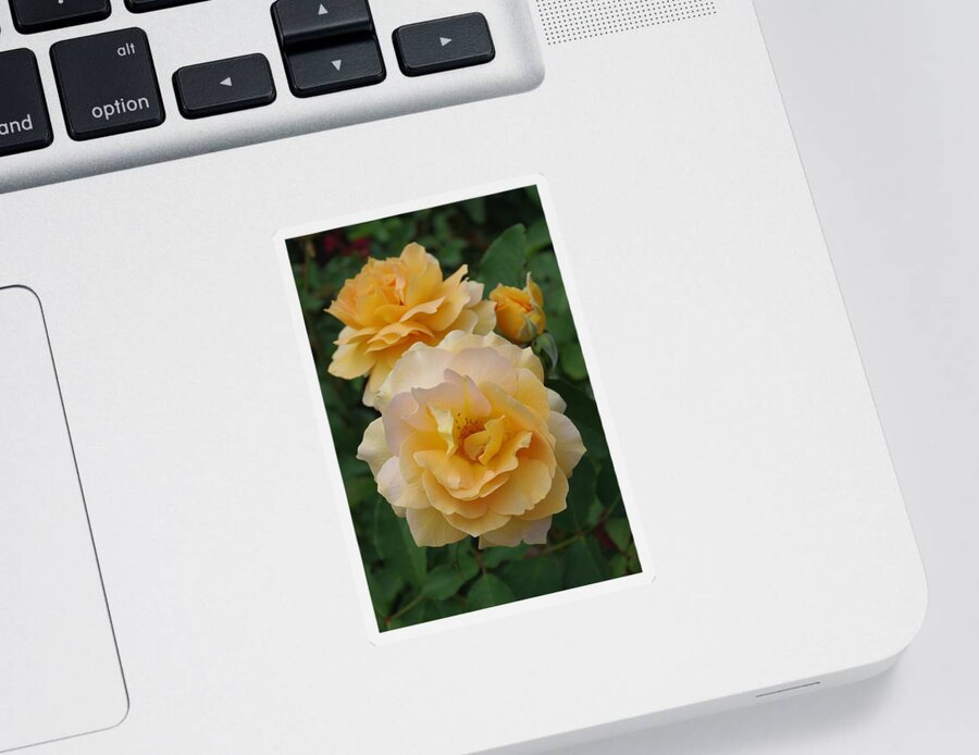Roses Sticker featuring the photograph Yellow Roses by Marilyn Wilson