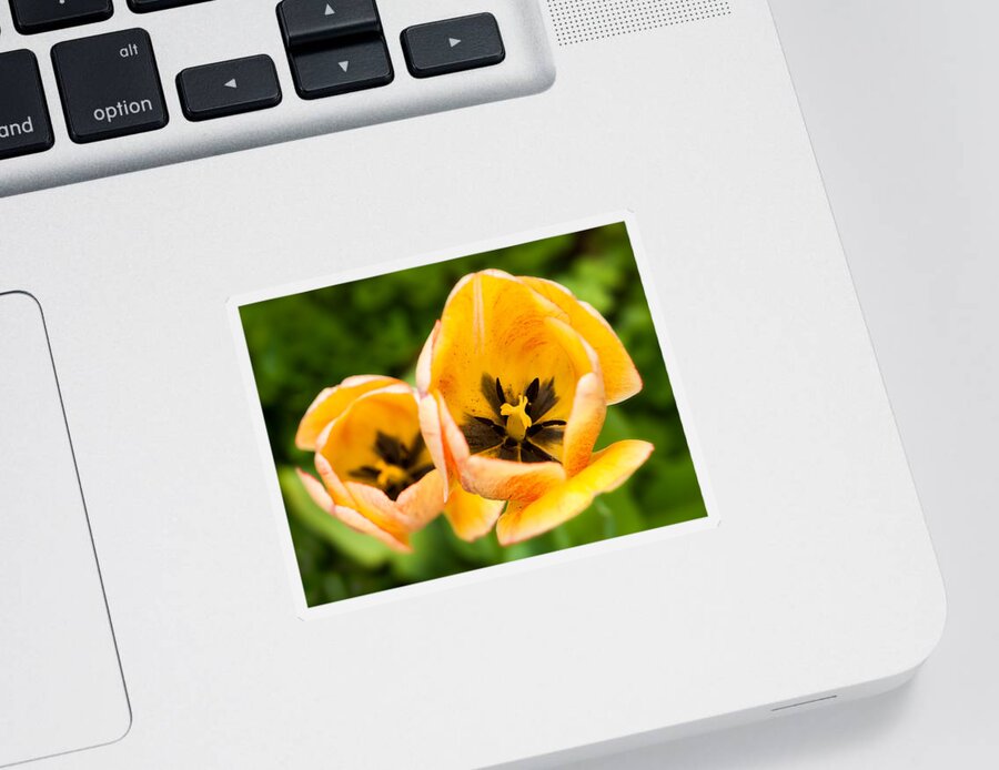 Tulip Sticker featuring the photograph Yellow tulips by Davorin Mance