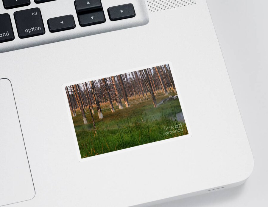 Forest Sticker featuring the photograph Yellowstone Mysterious Morning by Teresa Zieba