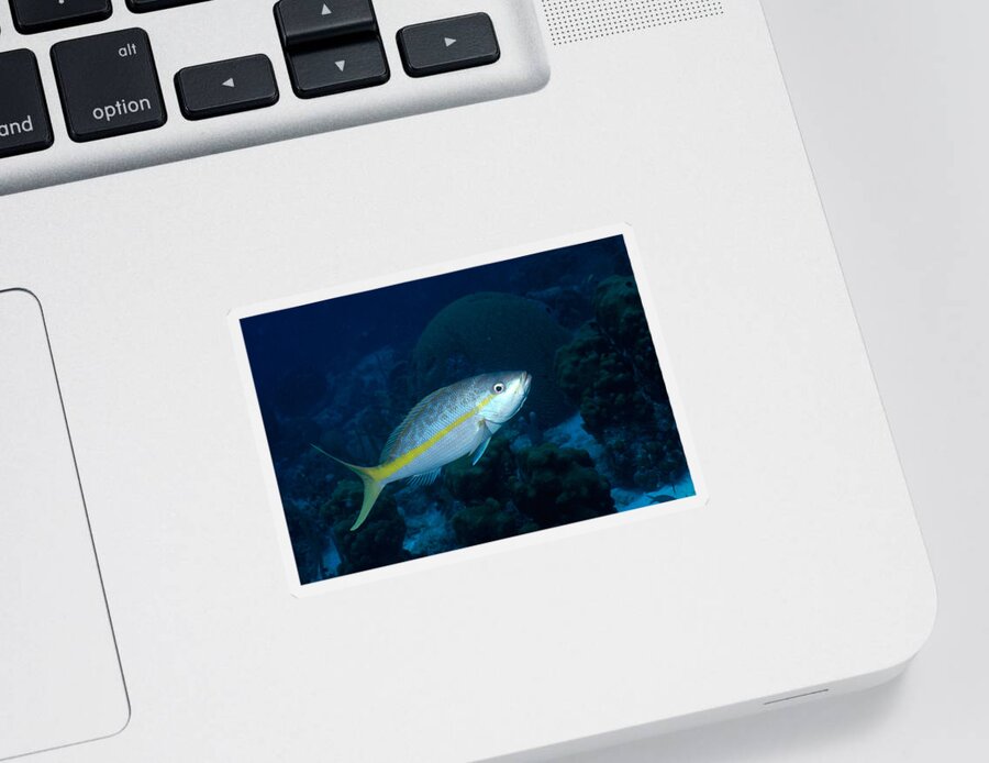 Actinopterygii Sticker featuring the photograph Yellowtail Snapper by Charles Angelo