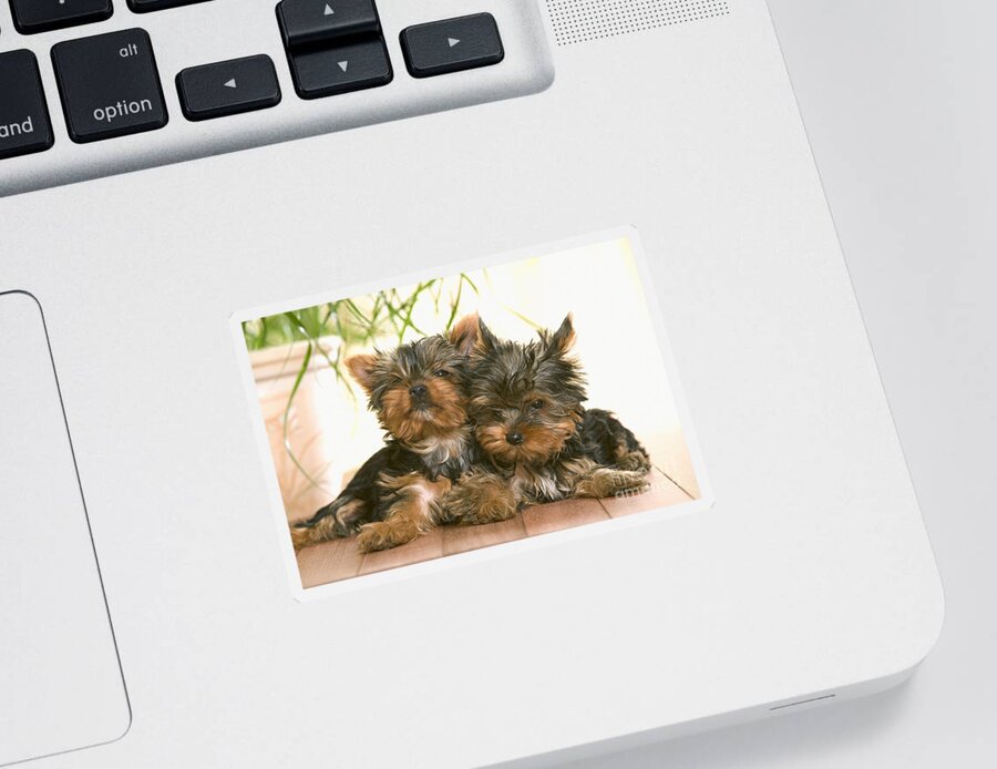 Dog Sticker featuring the photograph Yorkshire Terrier Puppy Dogs by Jean-Michel Labat