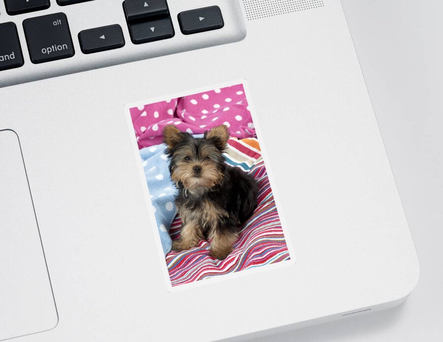 Dog Sticker featuring the photograph Yorkshire Terrier Puppy by John Daniels
