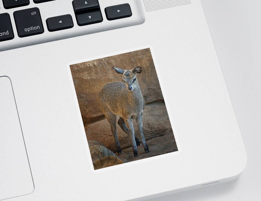 Klipspringer Sticker featuring the photograph Young Female Klipspringer by Nikolyn McDonald