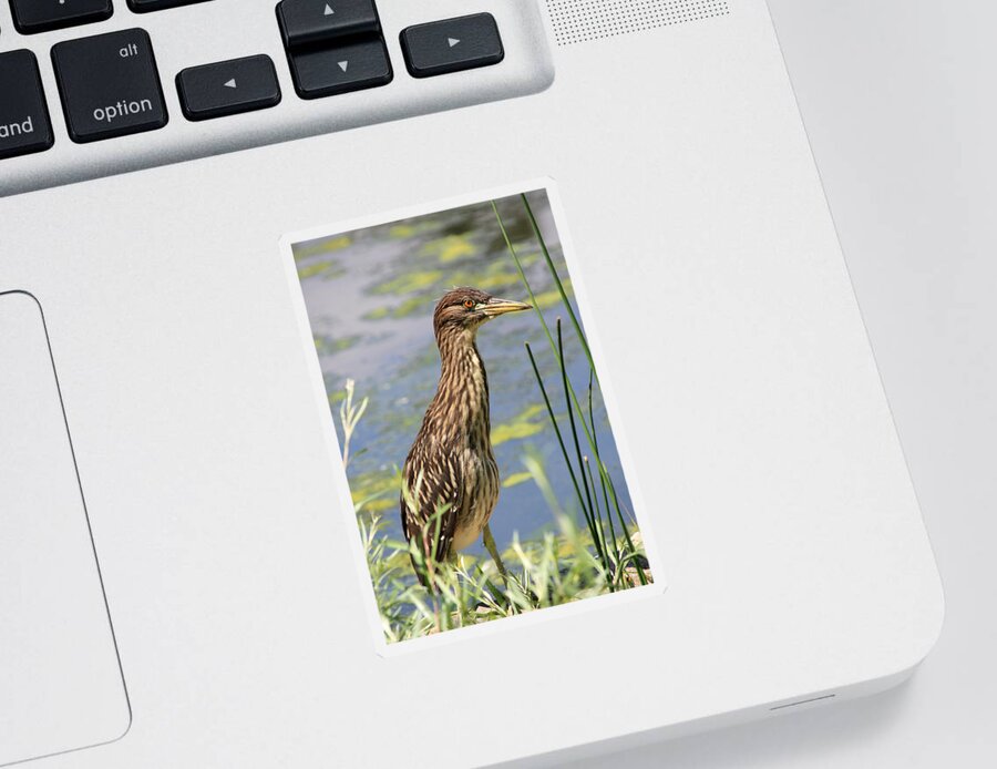 Black Crowned Night Heron Sticker featuring the photograph Young Heron by Shane Bechler