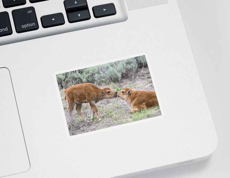 Bison Sticker featuring the photograph Young Love by Deby Dixon