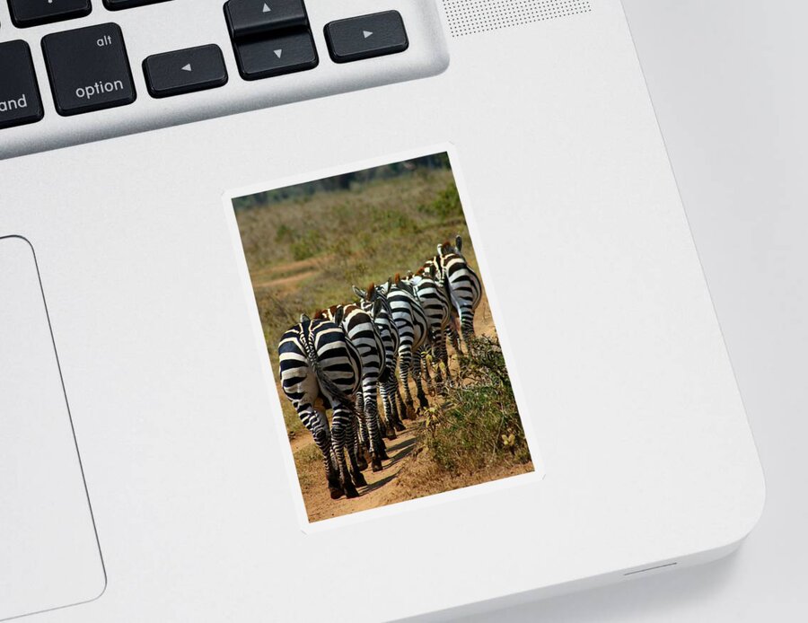Zebra Sticker featuring the photograph Zebra by Amanda Stadther