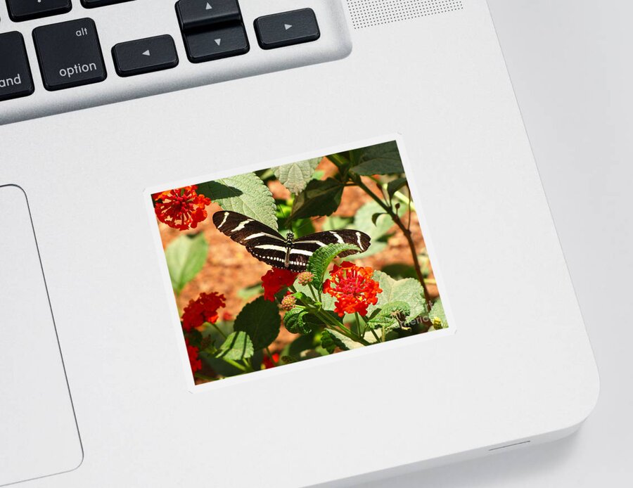 Butterfly Sticker featuring the photograph Zebra Longwing Butterfly by Marilyn Smith