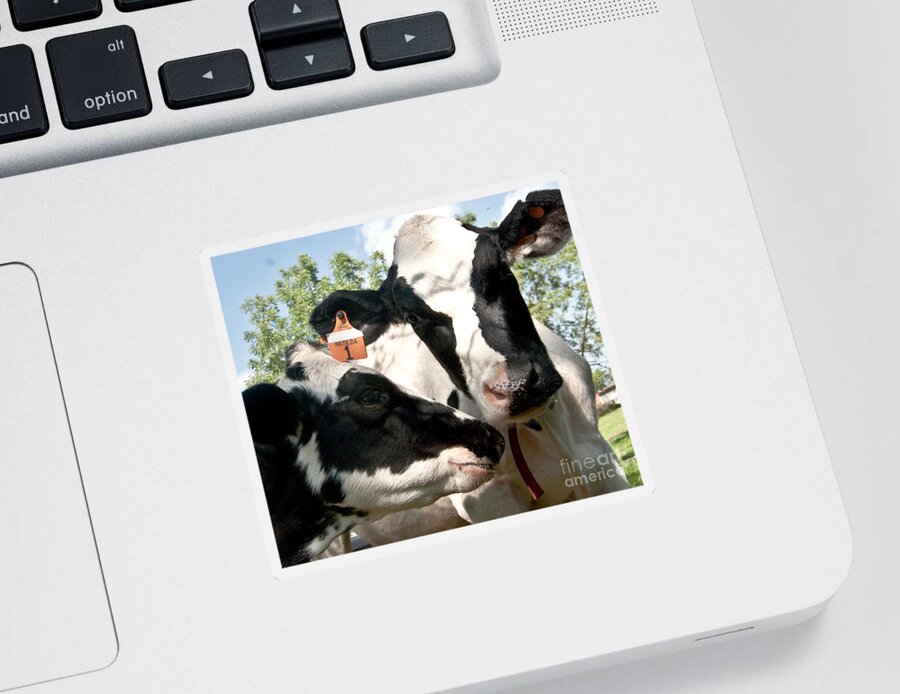 Cow Digital Photography Sticker featuring the digital art Zoey and Matilda by Danielle Summa