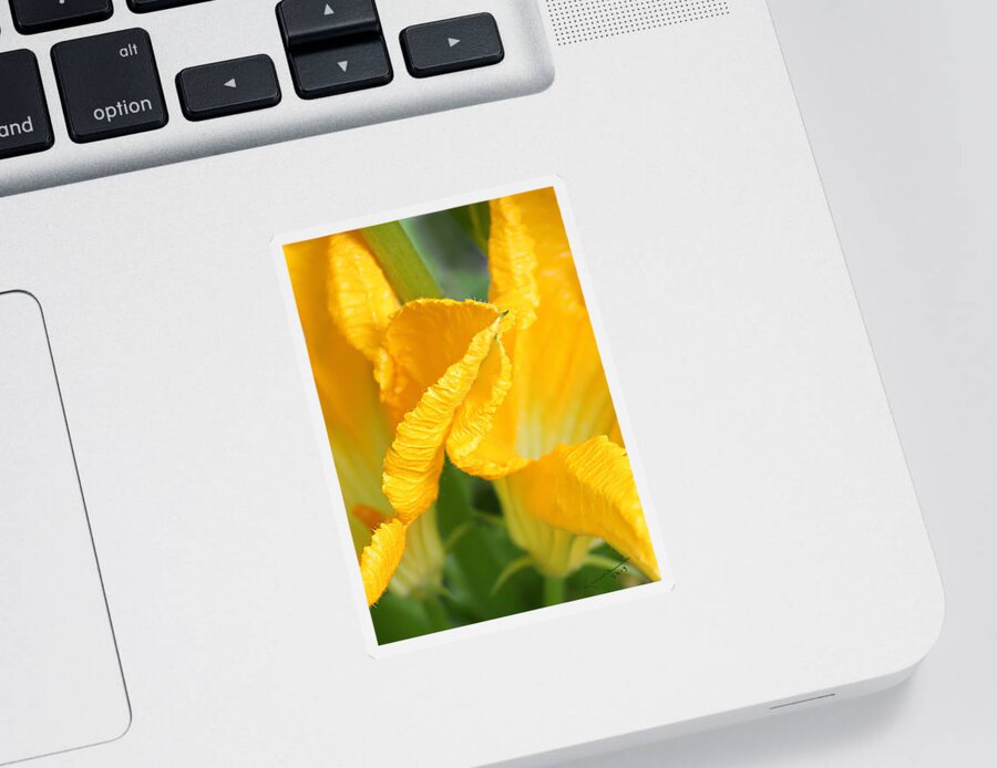 Zucchini Flowers Sticker featuring the photograph Zucchini Flowers in May by Kume Bryant